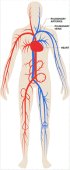 detail Kardiovaskulární systém. Akutní a chronický stres!!!!!