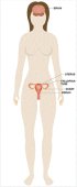 detail Ženský reprodukční systém a stres. /menstruace, menopauza, těhotenství.../