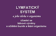 detail Úloha lymfatického systému v organismu
